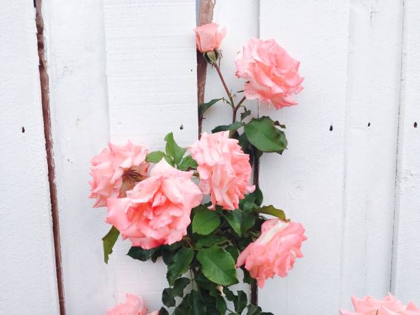 pink rose garden with white wood wall background