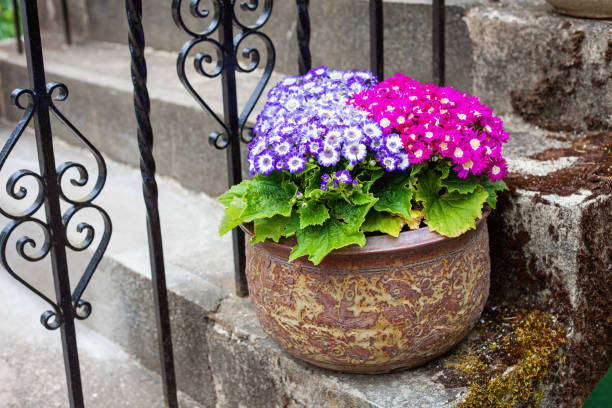 istock Potted Plant Decoration 1227037445