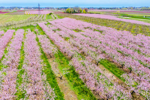 istock Blooming orchard in spring at Niagara falls area, Ontario, Canada 1227037878