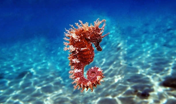 istock Red long-snouted seahorse - Hippocampus guttulatus 1227039335