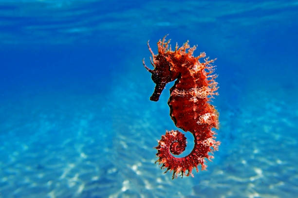 Red long-snouted seahorse - Hippocampus guttulatus Long-snouted seahorse - Hippocampus guttulatus long snouted animal stock pictures, royalty-free photos & images