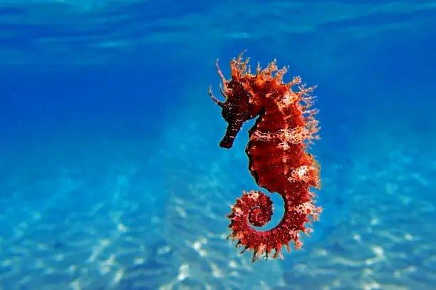 Photo of Red long-snouted seahorse - Hippocampus guttulatus