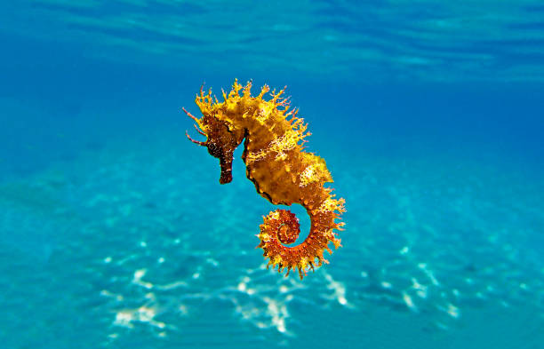 caballo de mar dorado de hocico largo - hippocampus guttulatus - nature macro reef animal fotografías e imágenes de stock