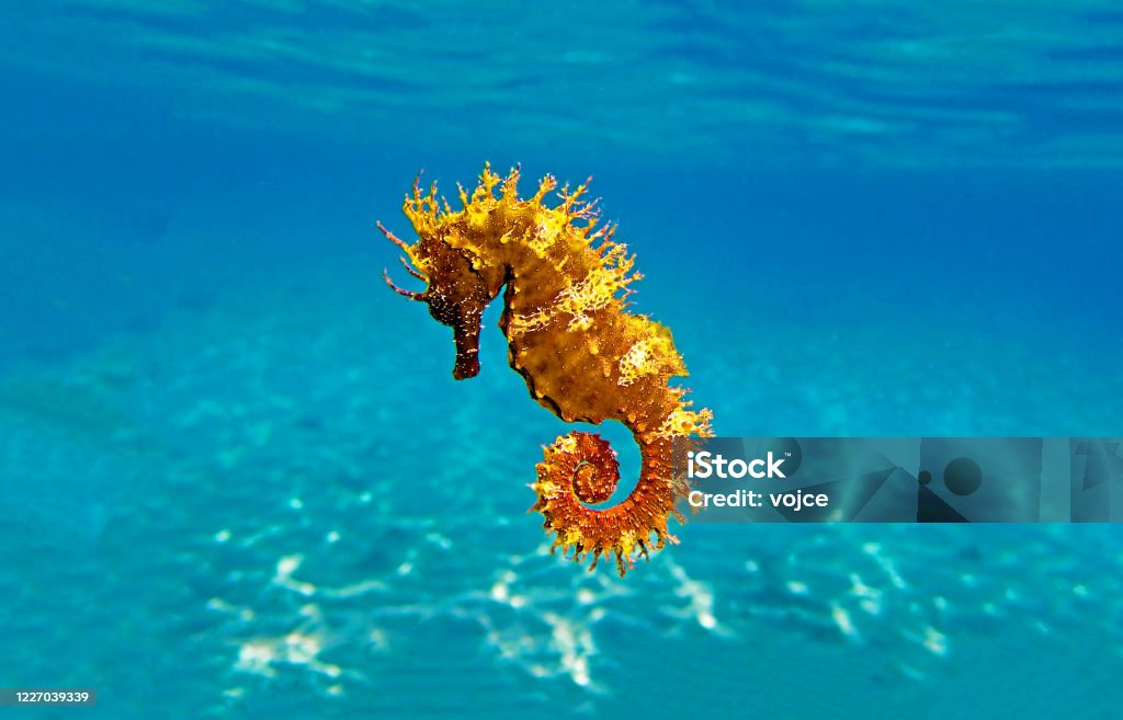 Golden long-snouted seahorse - Hippocampus guttulatus Long-snouted seahorse - Hippocampus guttulatus Seahorse Stock Photo