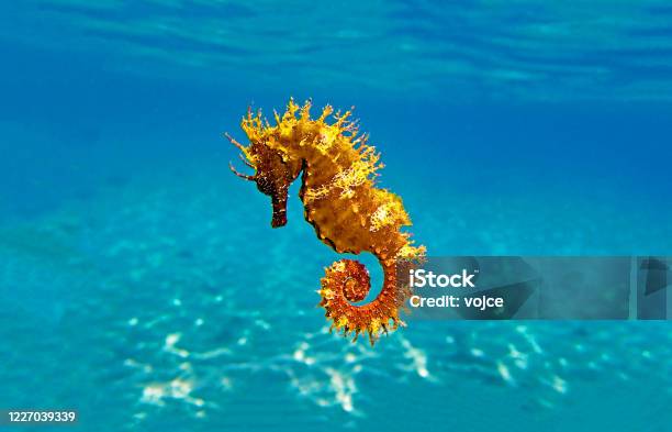 Golden Longsnouted Seahorse Hippocampus Guttulatus Stock Photo - Download Image Now