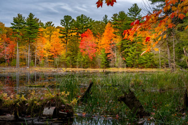 muskoka lakes en otoño, hardy lake provincial park, ontario, canadá - hardy fotografías e imágenes de stock