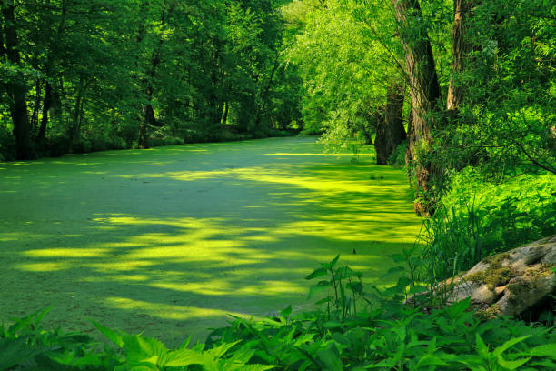 Lush green vegetation around the green lake