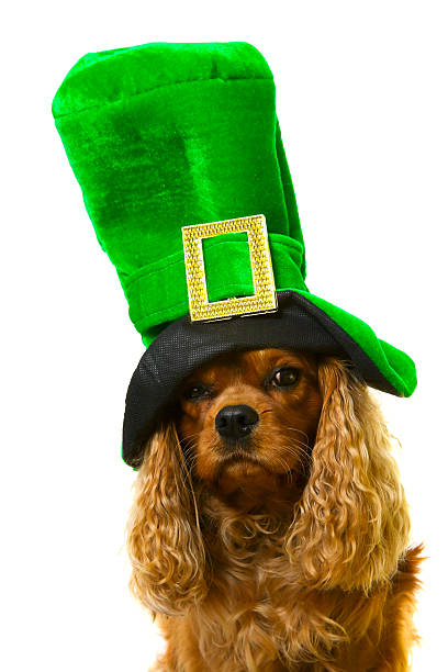 istock dog in green hat 122704296