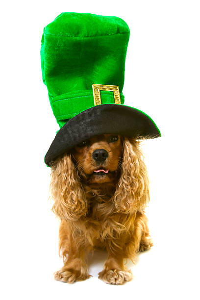 istock dog in green hat 122704327