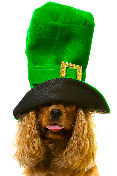 istock dog in green hat 122704329