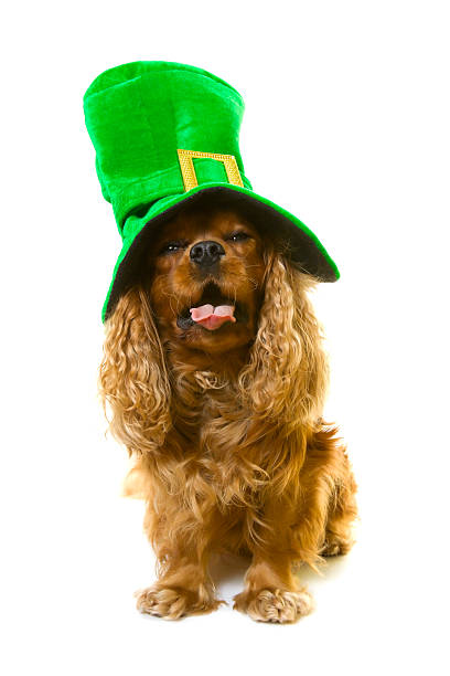 istock dog in green hat 122704414