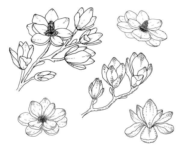 magnolia blumenzeichnungen. schwarz und weiß mit linienkunst auf weißem hintergrund. hand gezeichnet botanische illustrationen. - gardenie stock-grafiken, -clipart, -cartoons und -symbole