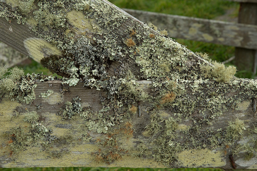 aged wood with lots of textures, moss, lichen, and growing stuff.