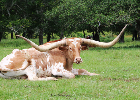 a brown and white Texas Longhorn with huge horns