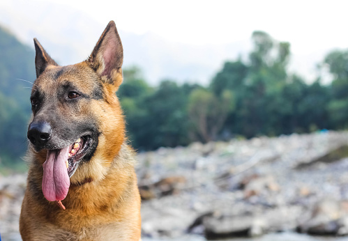 Cute Face Of German Shepherd Dog With Tongue Outside Stock Photo - Download Image Now - iStock Cute Face Of German Shepherd Dog With Tongue Outside Stock Photo - Download Image Now - iStock