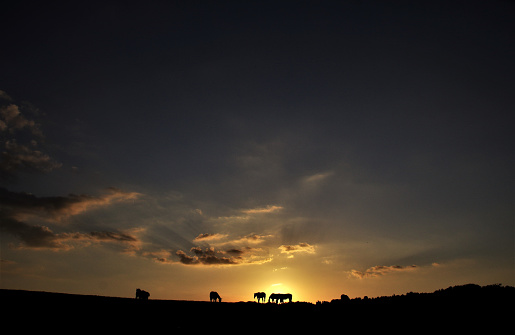 Grazing horses in silhouette at sunset in the Limburg country