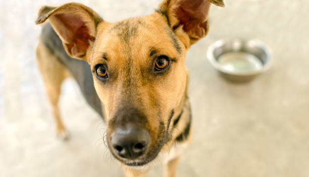 istock Dog Bowl Hungry 1227048264