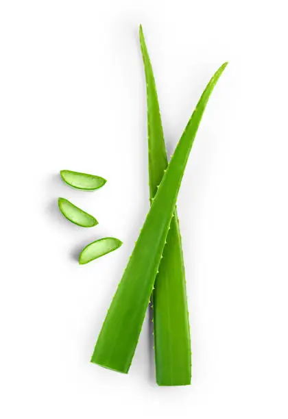 Photo of Top view of  fresh sliced Aloe Vera leaf isolated on white background