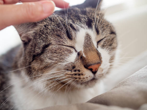 istock Touch  a cat sit on a sofa at home 1227049755