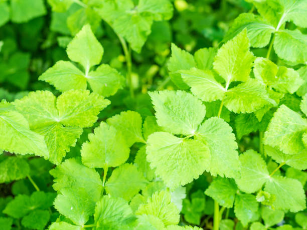 istock growing japanese wild parsley　(mitsuba) 1227049930