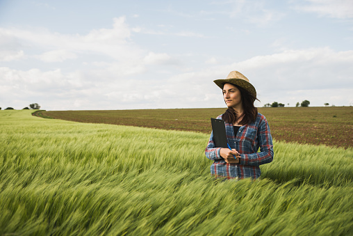 Female plant researchers are checking and taking notes in wheat fields. She examining plants for disease. Plant protection and agribusiness concept