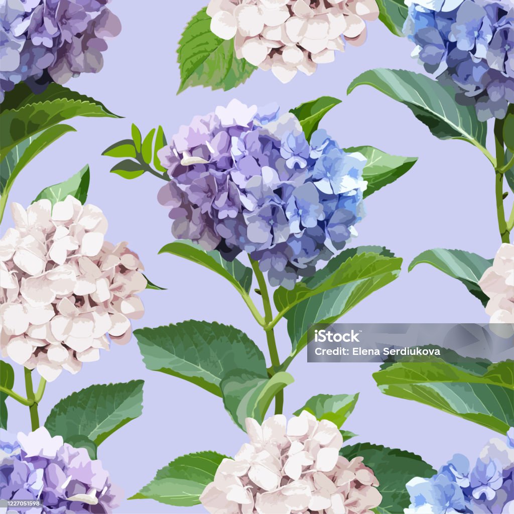 Hoa Văn Liền Mạch Với Hoa Cẩm Tú Cầu Và Lá Nền Hoa Hình minh họa ...