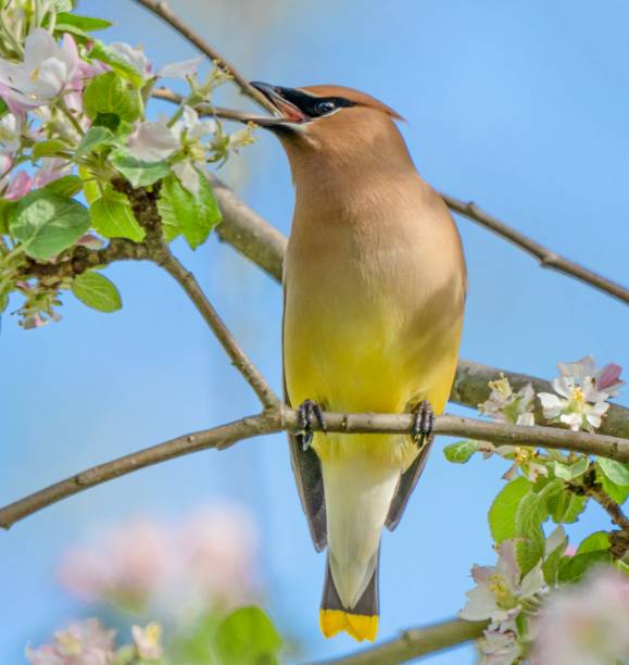 Cedar Waxwing eating crabapple tree blossoms Beautiful Cedar Waxwing eating crabapple tree blossoms cedar waxwing stock pictures, royalty-free photos & images