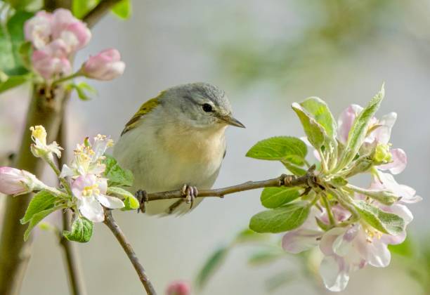 istock Nashville Warbler in a crabapple tree 1227053520
