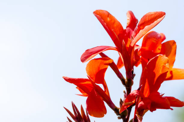 Indian shot flower - also known as a Canna Lily