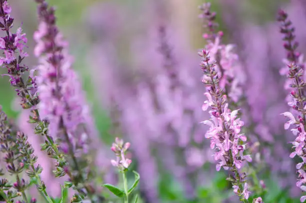 Perennial Salvia, a species of sages, also known as a purple wood sage