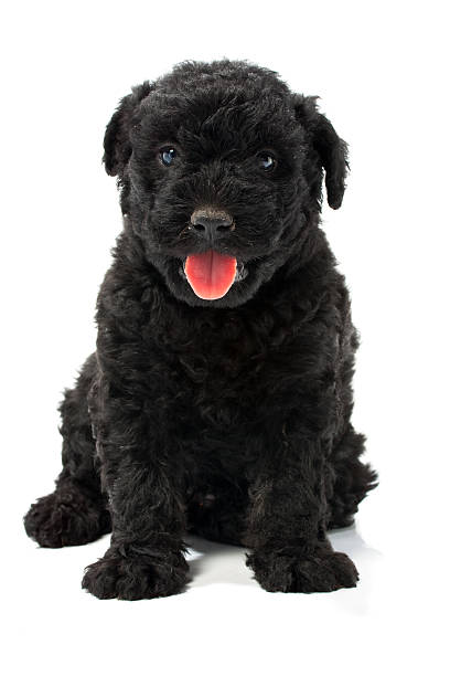 little húngaro cão puli - 4603 imagens e fotografias de stock