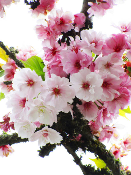 Pretty Cherry Blossom Flowers in Vancouver, Spring 2020.