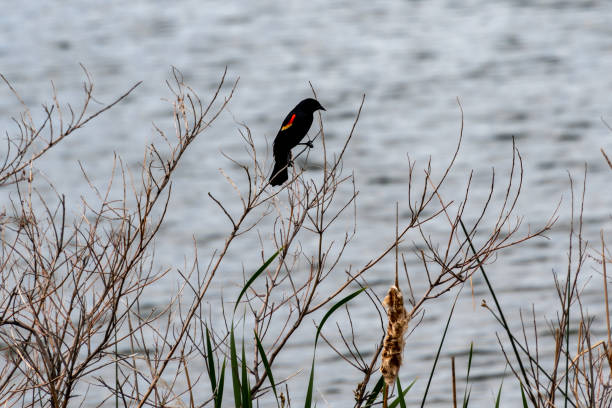 blackbird ailé rouge sur un buisson dans le parc d’état de st. vrain - st vrain photos et images de collection