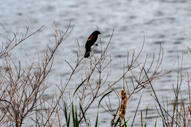 red winged blackbird na krzaku w st. vrain state park - st vrain zdjęcia i obrazy z banku zdjęć