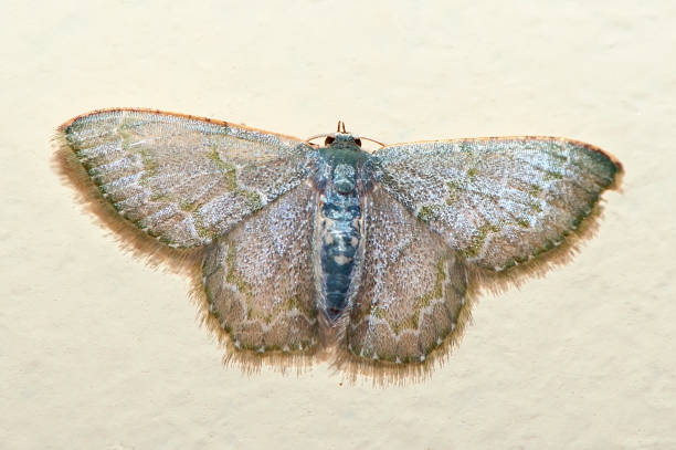 istock Moth photographed in Linhares, Espirito Santo. 1227059686