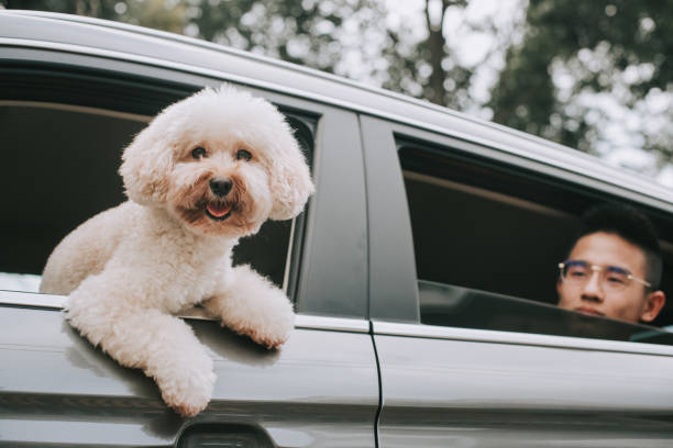 istock a toy poodle inside the car with his owner 1227059729