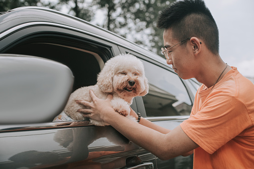 a toy poodle inside the car with his owner