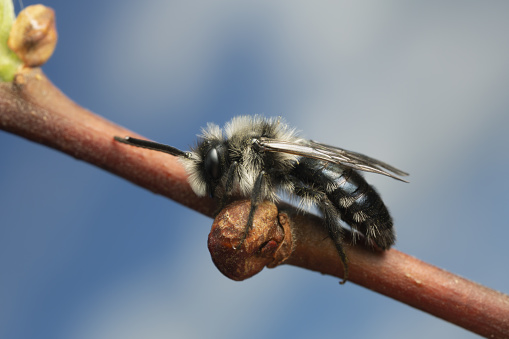 Ashy mining bee, Andrena cineraria resting on salix twig, this bee is an important pollinator.