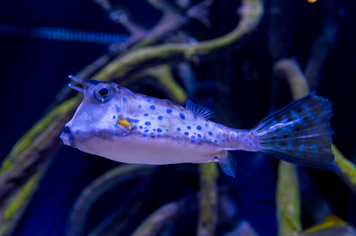 This shot shows a closeup, side view of a blue colored cowfish.