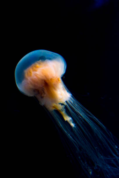 istock Closeup View of Sea Nettle 1227061340