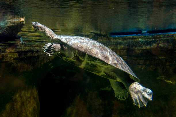 istock Closeup View of Turtle Swimming Underwater 1227061343
