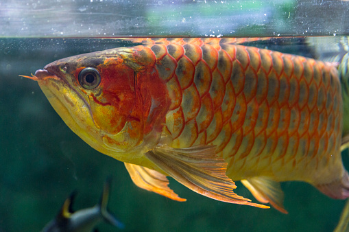 This red and gold Asian Arawana is one of the world's most prized fish by aquarium collectors. This particular fish has grown to over two feet long.