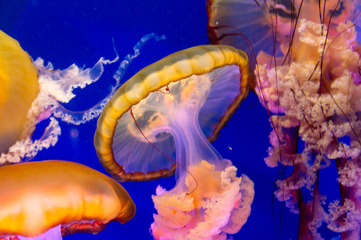 This shot shows a closeup view of a sea nettle against a dark blue background.  Picture was taken from the side with top down illumination.