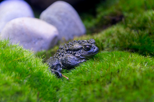 This shot shows a closeup, side view of a boreal or western toad surrounded by a lush green habitat.