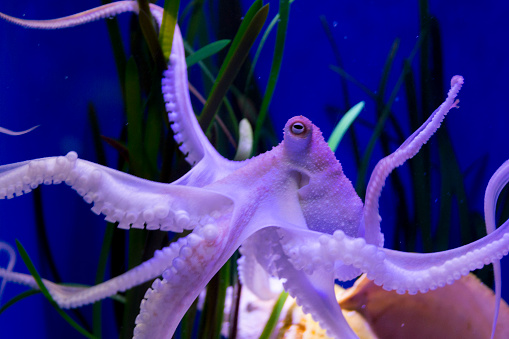 This shot shows a closeup, side view of an octopus with illumination from above.