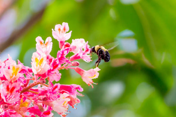 This large bumble bee is gathering food from a flowering chestnut tree during the spring.
