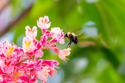 This large bumble bee is gathering food from a flowering chestnut tree during the spring.