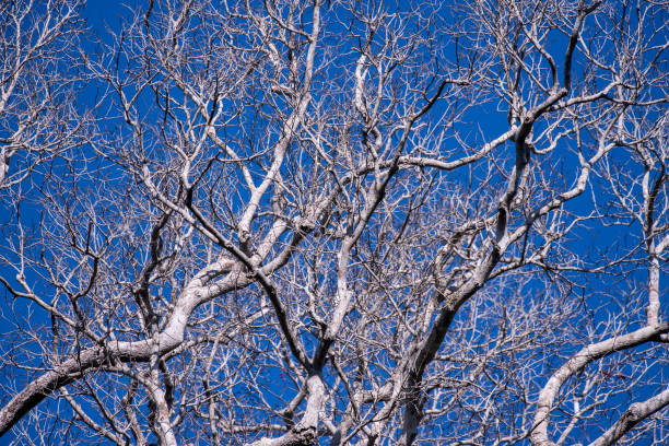 istock Tree photographed in Linhares, Espirito Santo. 1227061552
