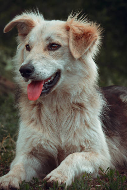 istock a dog on the nature 1227062459