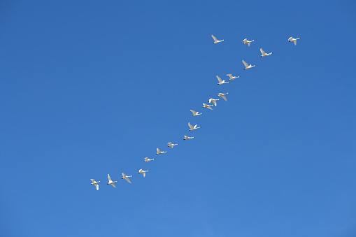 swans migrate north through central Montana in early spring